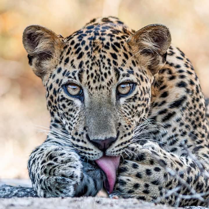 Отель Malindu Yala Gate Тиссамахарама Экстерьер фото
