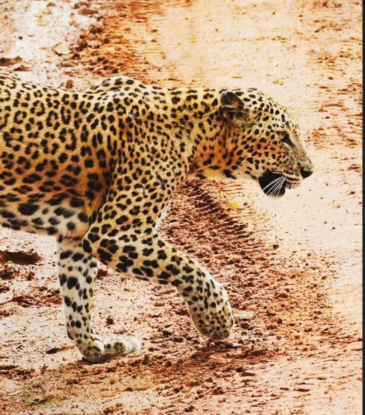 Отель Malindu Yala Gate Тиссамахарама Экстерьер фото