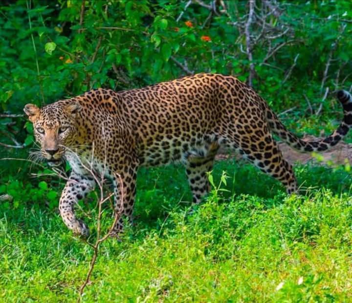 Отель Malindu Yala Gate Тиссамахарама Экстерьер фото